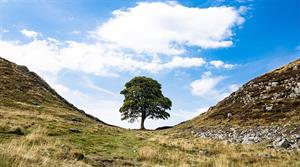 Sycamore Gap